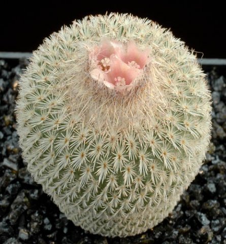 Epithelantha_pachyrhisa_3